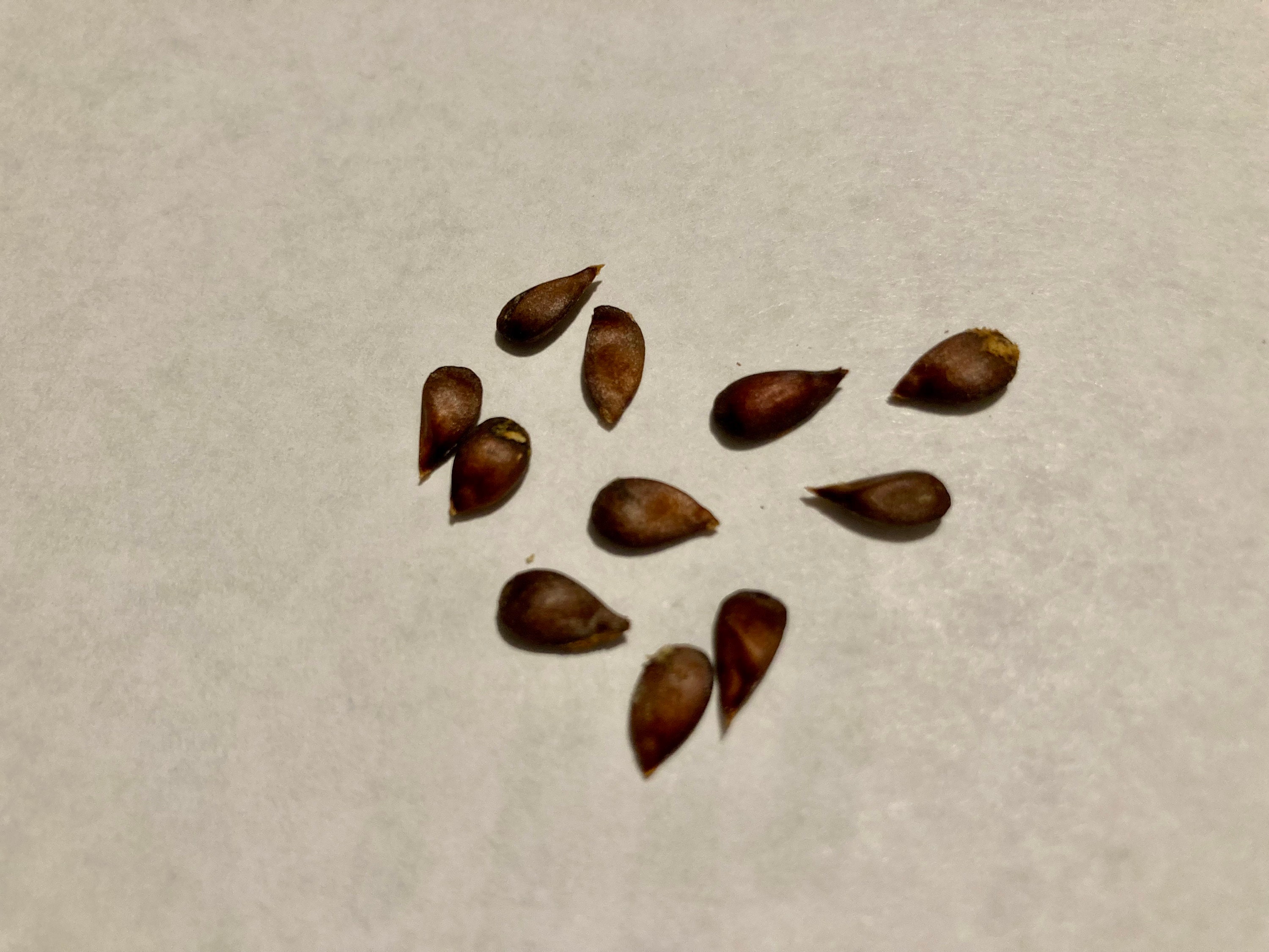 15 Fuji Apple Apple Seeds Fruit Tree Orchard Seeds Etsy