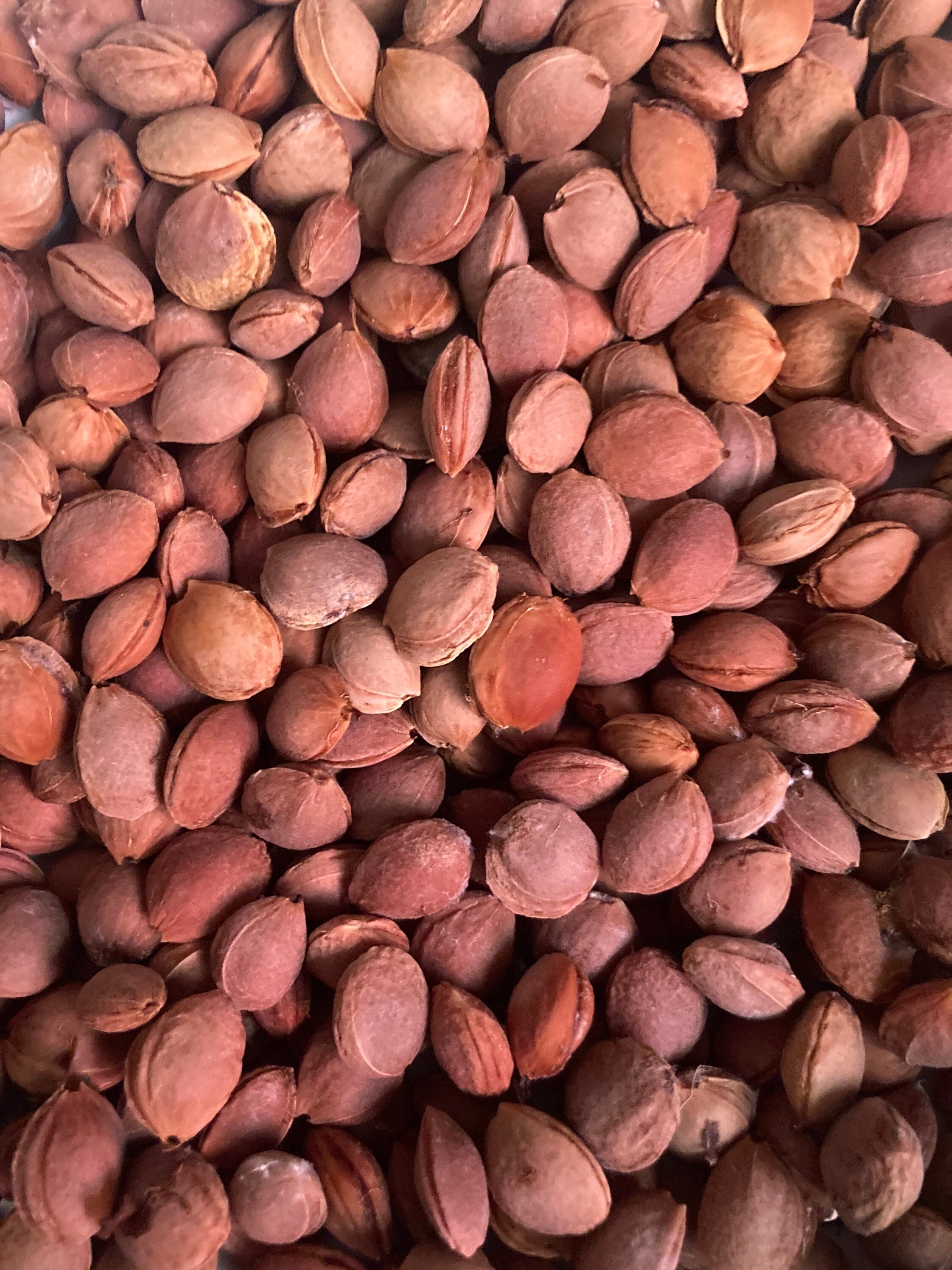 American Plum Seeds Self Pollinating Fruit Tree Seeds Etsy