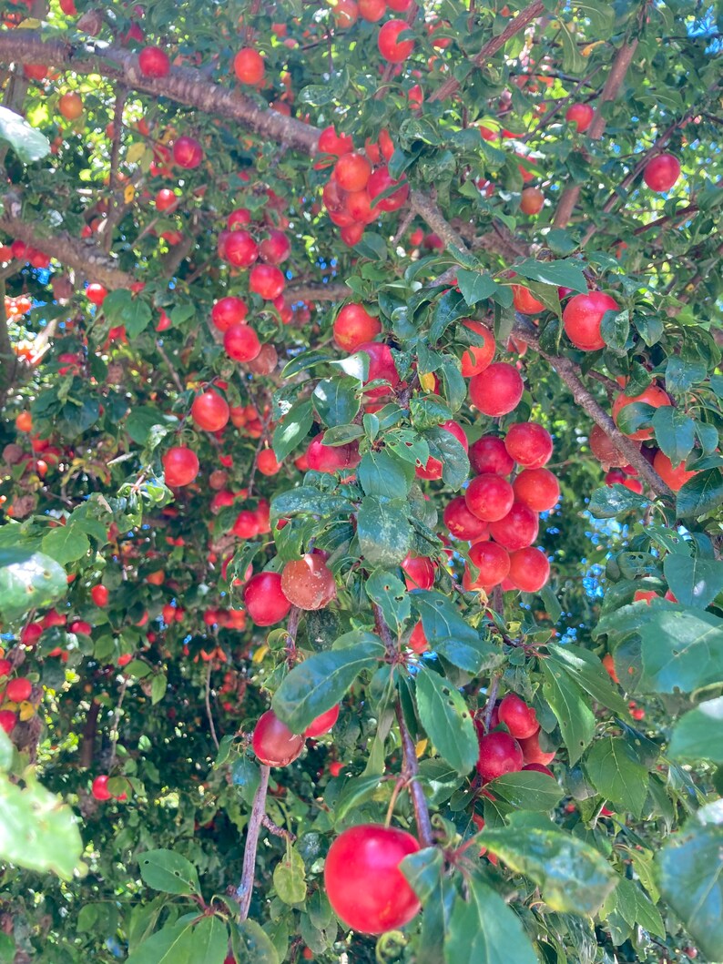 American Plum Seeds Self Pollinating Fruit Tree Seeds Etsy