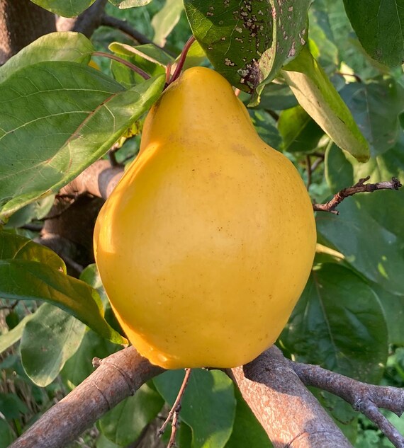 Pineapple Quince Seeds cydonia Oblonga Fruit Tree Seeds Etsy