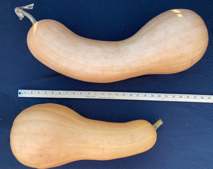 Heirloom Tahitian Melon Squash, Rare Seeds, Gardening, Grow Your Own