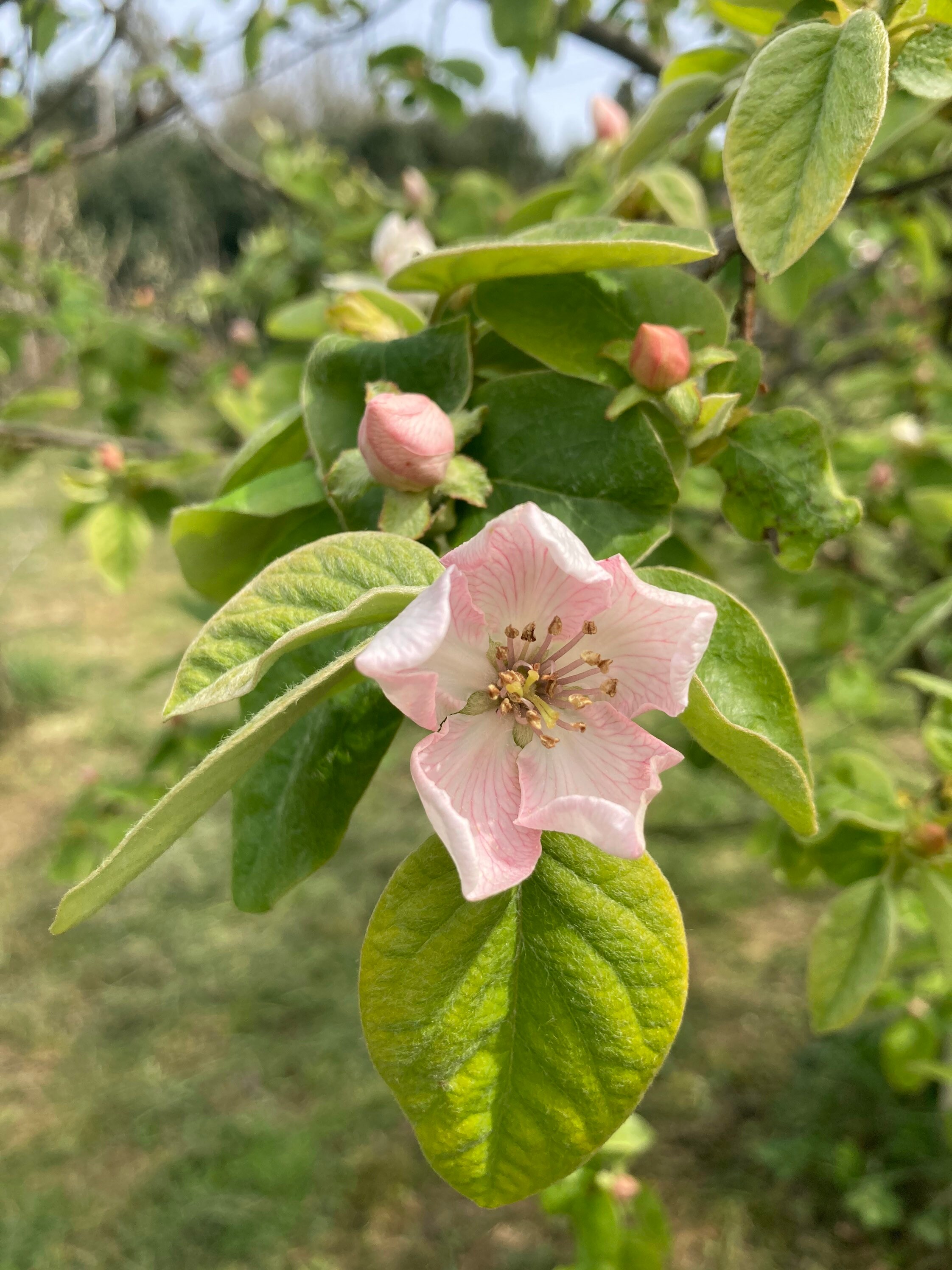 Pineapple Quince Seeds cydonia Oblonga Fruit Tree Seeds Etsy