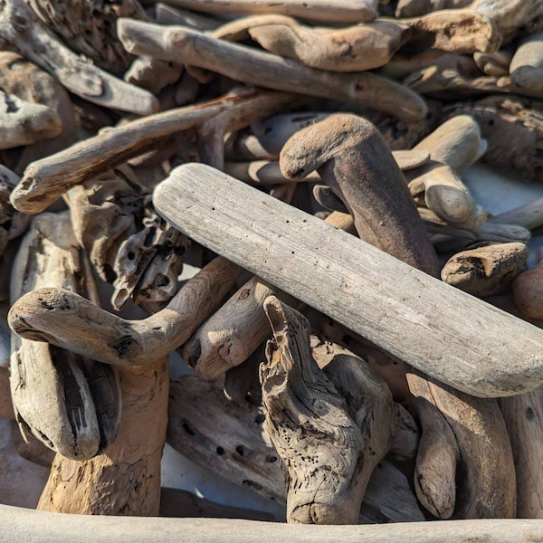 75+ pieces of driftwood 2”-12” random pieces bulk California coast driftwood
