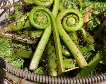 Edible fresh fiddlehead ferns, California Coast fiddlehead ferns, Wild fiddleheads, ready to harvest now