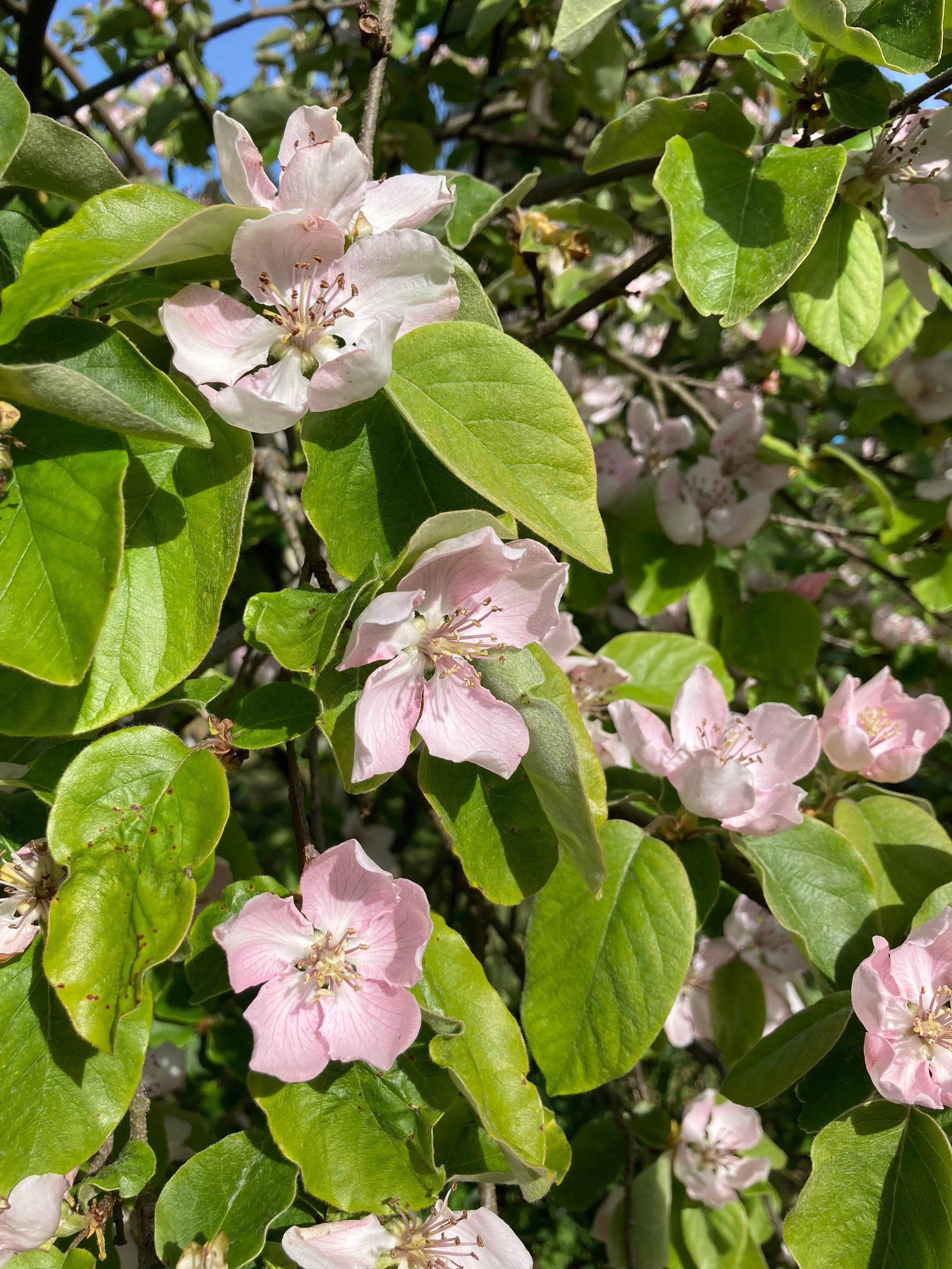 Pineapple Quince Seeds cydonia Oblonga Fruit Tree Seeds Etsy