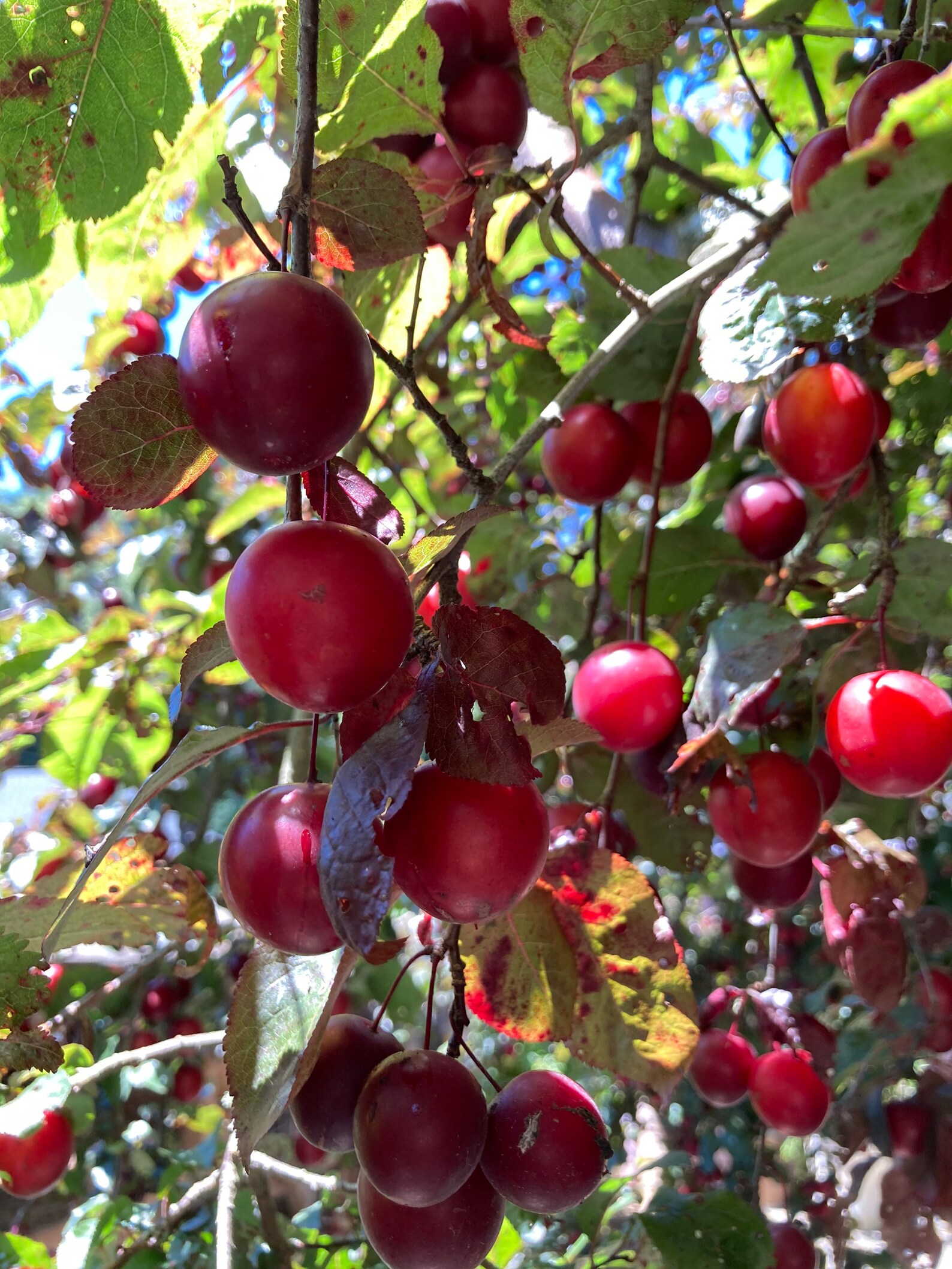 American Plum Seeds Self Pollinating Fruit Tree Seeds Etsy