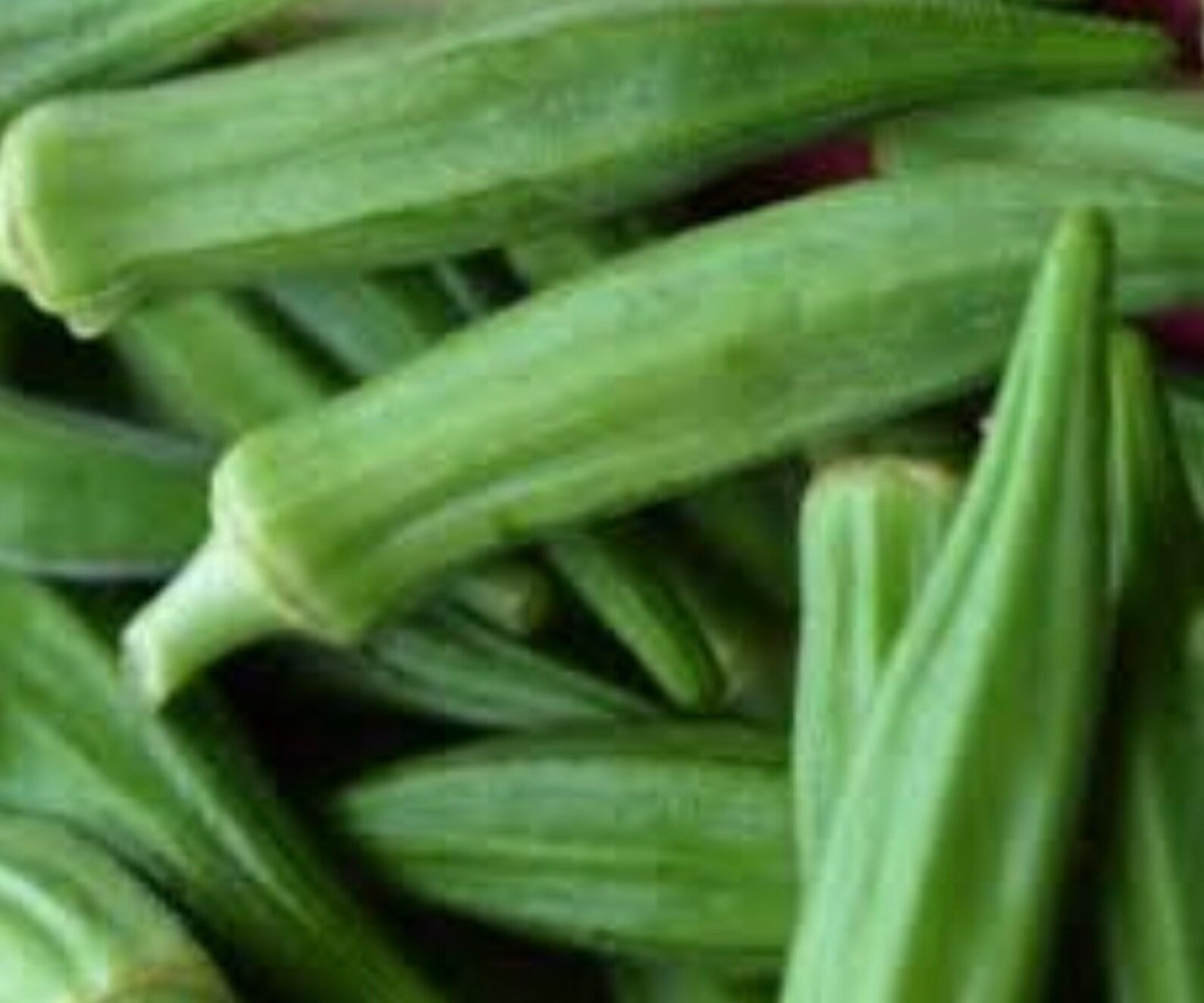 Louisiana Green Velvet Okra Seeds X 20 Etsy
