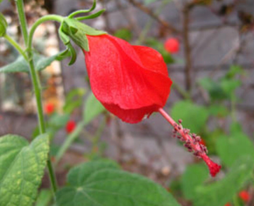 Turks Cap Malvaviscus Arboreus Var. Drummondii 5 Cuttings Etsy