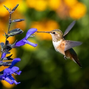 Hummingbird, bird, birding, wildlife photography, digital download