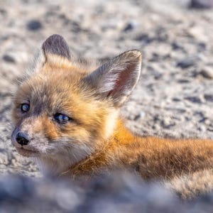 Red fox, Fox Kit, wildlife Photography, digital download, print it yourself
