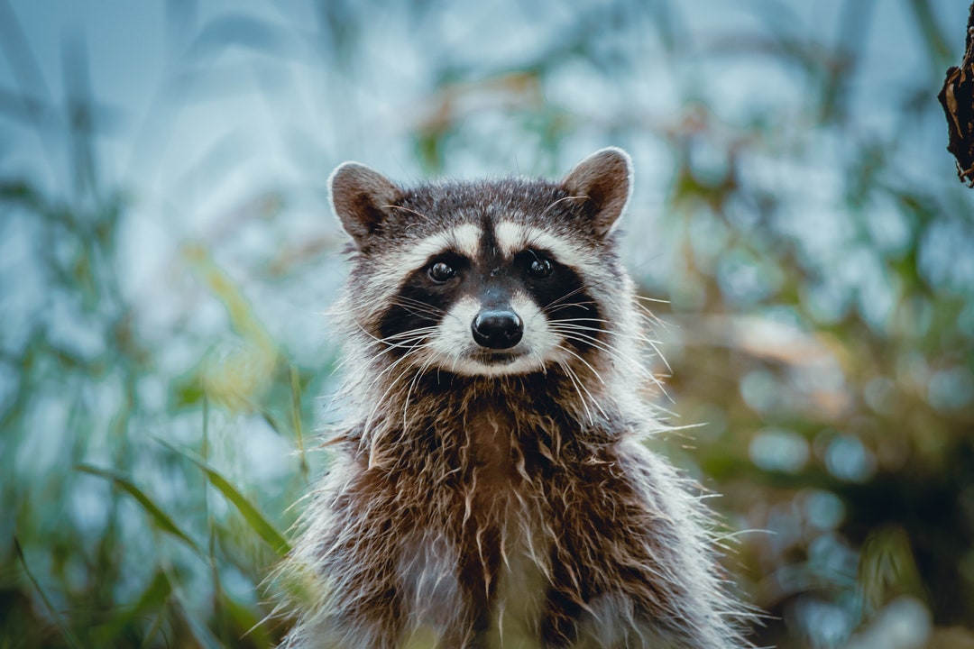 Photograph Raccoons Raccoon Photography, Wildlife Animal, Nature Photography, Wildlife ...