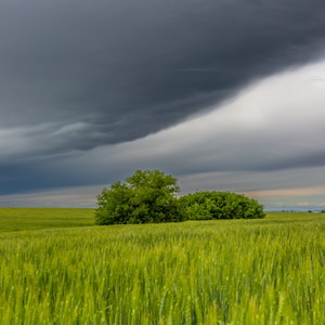 Wheat field, landscape photography, eastern Washington, digital download, print your yourself