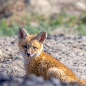 Red Fox, wildlife photography, nature photography, digital download, print it yourself