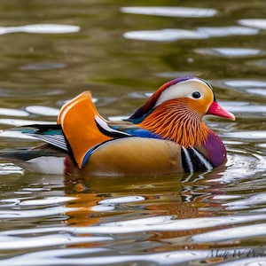 May include: A Mandarin duck with a colourful plumage of orange, red, white, blue and black, swimming in a pond with ripples on the water.