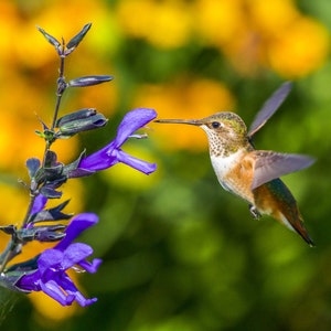 Hummingbird, wildlife photography, nature photography, digital download, print it yourself