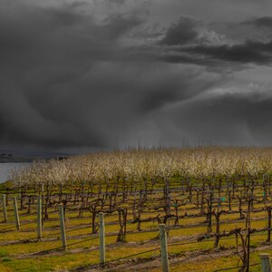 May include: A vineyard with rows of grapevines under a dramatic, dark gray sky with clouds. The sky is overcast and looks like it might rain.