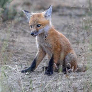 Volpe rossa, cucciolo di volpe, fotografia naturalistica, download digitale