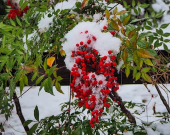 Christmas Snow-Plant Photography-Snow Photography-Richmond, Virginia