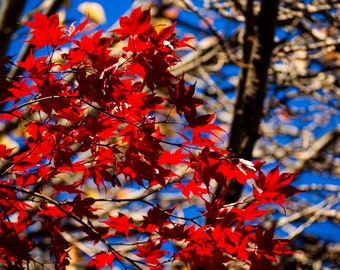 Japanese Maple