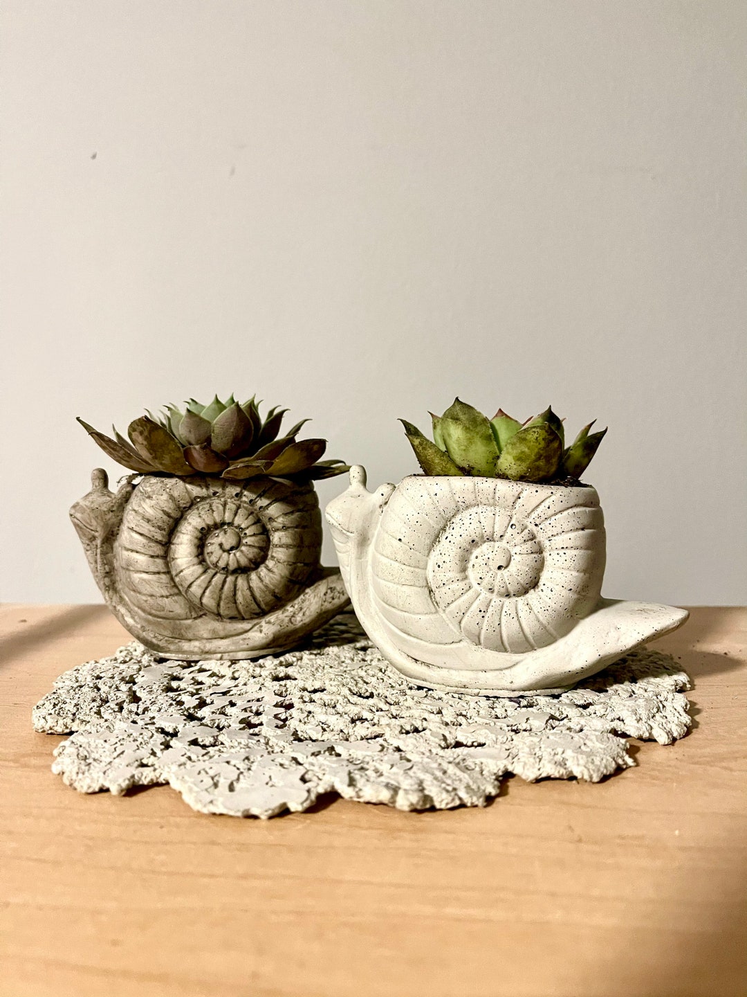 Snail Succulent Pot Snail Succulent Planter Succulent Etsy