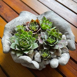Large Concrete Hands | Concrete Hand Bowl | Hands Statue | Concrete Bowl | Concrete Bowl Planter | Hand Garden Statue