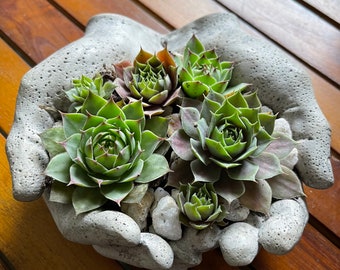 Large Concrete Hands | Concrete Hand Bowl | Hands Statue | Concrete Bowl | Concrete Bowl Planter | Hand Garden Statue