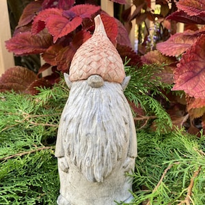 May include: A gray stone garden gnome with a long white beard and a brown acorn hat. The gnome is standing on a bed of green foliage.