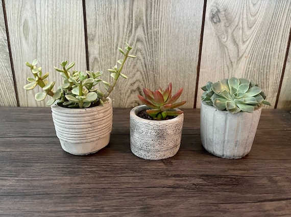 Supreme Mini Planters (Set of 3) 