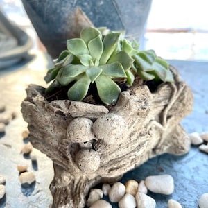 Tree Stump Planter Covered in Mushrooms for Small Flowers, Herbs, & Succulents | Mushroom Pot | Unique Planter | Wood Succulent Pots