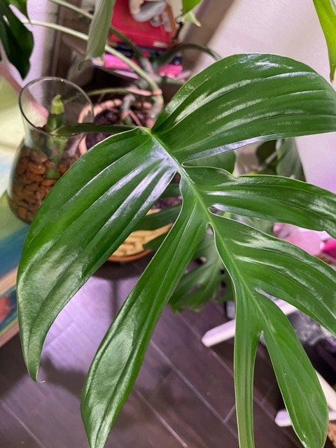 Large mature Rhaphidophora Decursiva Philodendron cutting on a plant stand