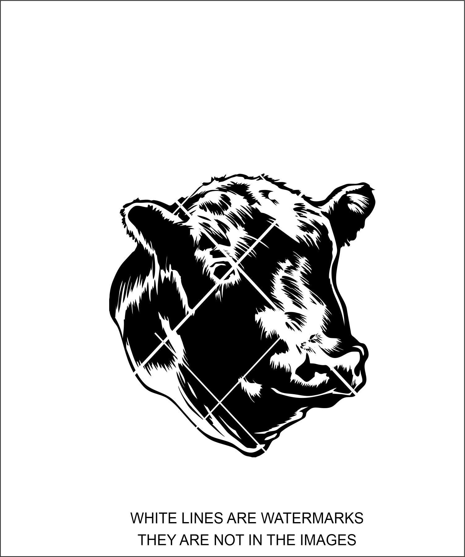 Black Angus Steers for sale Only 3 left at 75