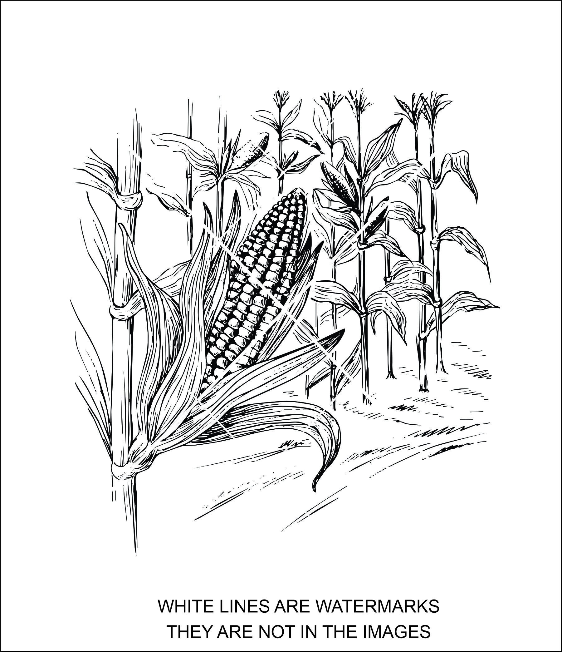 Corn Field Coloring Page