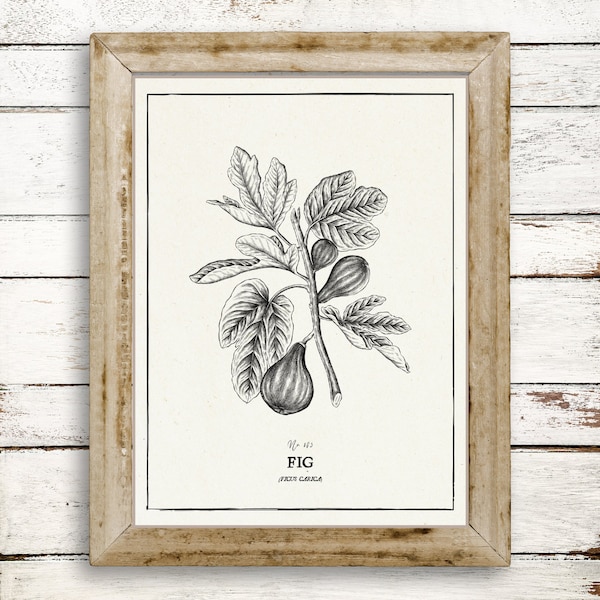Vintage Fig Botanical Print | Digital Download | Wall Art Decor