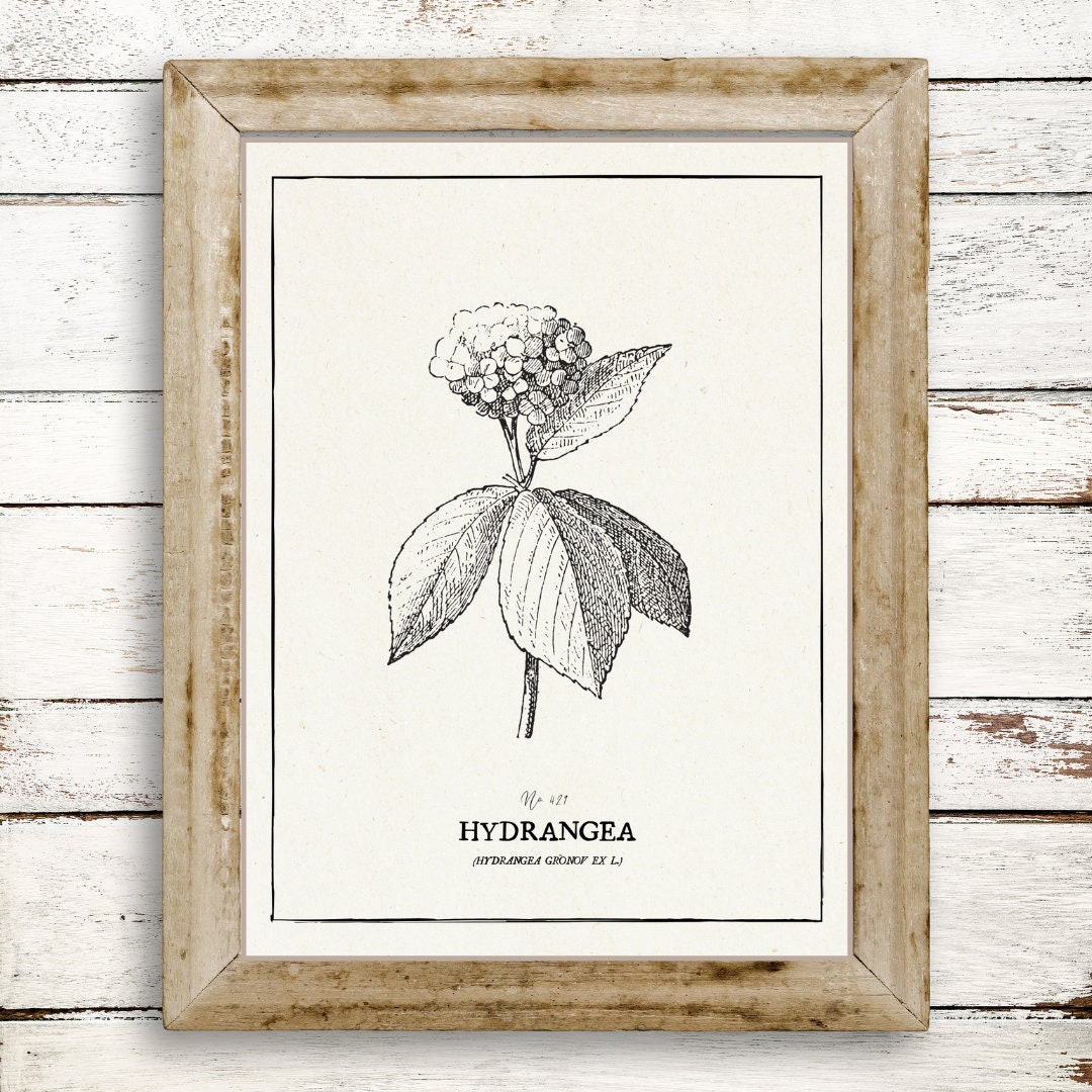 Vintage Hydrangea Botanical Print Digital Download Wall Art Decor - Etsy
