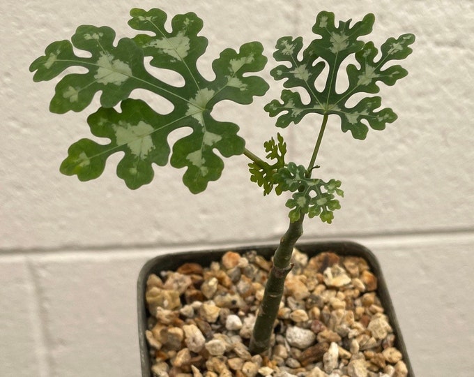 Adenia Perrieri Etsy