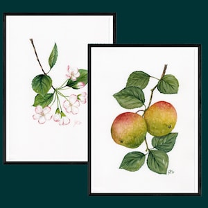 Set unico di meli con frutta e fiori, regalo autunnale, come fascio in formato A4, dipinto a mano, firmato individualmente, senza passepartout, senza cornice