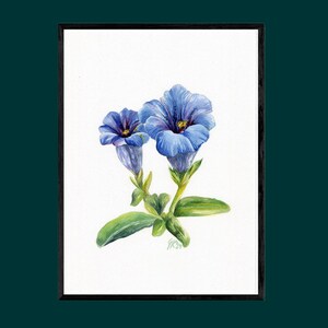 Gentiane des Alpes, fleur alpine unique, plante botanique rare, aquarelle, pièce unique, signée à la main, A4, sans passe-partout, sans cadre