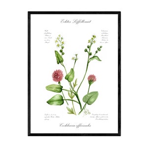 Spatola, giclée su carta sostenibile Hahnemühle 300gm, motivo dipinto a mano con iscrizione botanica, stampa d'arte, arte botanica