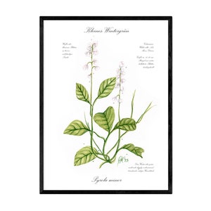 Pequeña gaulteria, Giclée sobre papel sostenible Hahnemühle de 300 g, motivo pintado a mano con etiqueta botánica, Impresión artística Botánica