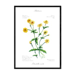 Bloodroot, giclée su carta sostenibile Hahnemühle 300gm, motivo dipinto a mano con iscrizione botanica, stampa d'arte, immagine botanica