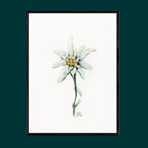 Edelweiss, fleur alpine unique, plante botanique rare, aquarelle, pièce unique, signée à la main, A4, sans passe-partout, sans cadre