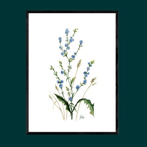 Cicoria unica dipinta a mano, fiore botanico blu, pittura ad acquerello, pezzo unico, firmato a mano, A4, senza passe-partout, senza cornice
