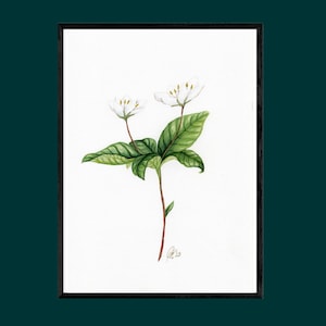 Stella a sette punte unica dipinta a mano, bellissima pianta floreale, quadro botanico pasquale ad acquerello, pezzo unico firmato a mano, formato verticale A4, senza cornice
