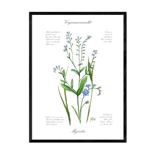 Art Print Vergissmeinnicht mit botanischer Beschriftung, blaue Blume Aquarellbild, Kunstdruck vom Unikat, A4, ohne Passepartout, ohne Rahmen