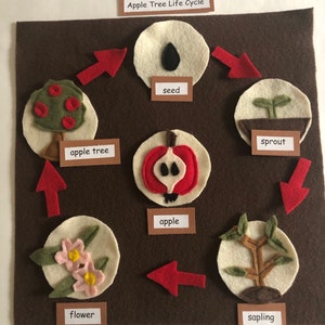 Montessori Lifecycle Apple Tree