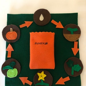 Pumpkin Lifecycle Montessori