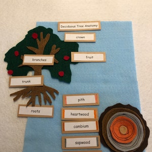 Montessori Deciduous Tree Anatomy