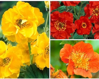 6 X Healthy Mixed GEUM Plug Plants