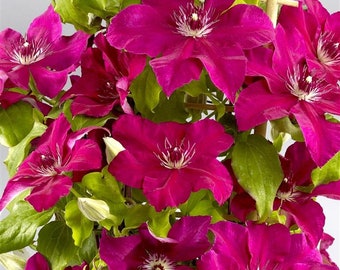 1 X Healthy Boulevard Daiyu Clematis Plant in A 9cm Pot