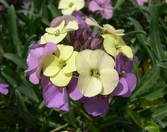 2 x Large Erysimum "Plant World Lemon" Plug Plants